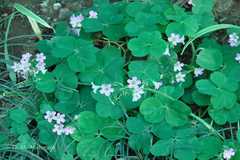 Oxalis debilis